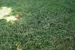 Alternanthera sessilis